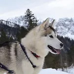 Eirl Dolomites Retreat 4*